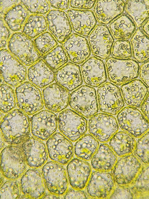Lophocolea minor